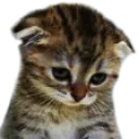 Emoji sadcat