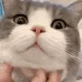 Emoji Euphoriansfw