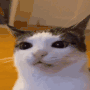 Emoji Euphoriansfw