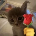 Emoji DCat_Thanks