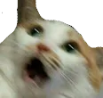 Emoji cat_horror