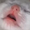 Emoji ChatQuiDort
