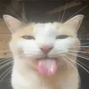 Emoji CHAT