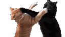 Emoji cat_bagarre