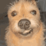 Emoji dog_idiot