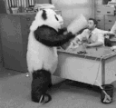 Emoji panda_rage