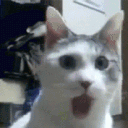 Emoji cat_omg
