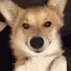 Emoji dog_wink