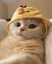 Emoji cat