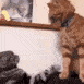 Emoji 5301catfight