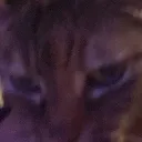 Emoji lechatdeapex