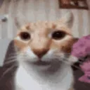Emoji tama_CatStare