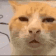 Emoji wtama_huh_cat