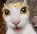 Emoji tama_CatWow
