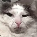 Emoji miaou1