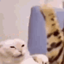 Emoji 6866catfight