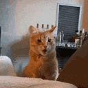 Emoji 5589catshocked