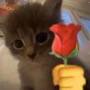 Emoji 72953cat1