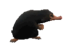 Emoji Niffler