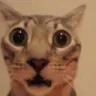 Emoji CC_Cat_Chock