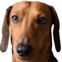Emoji philippe
