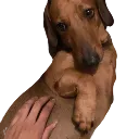 Emoji sassy_philou