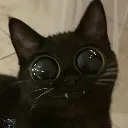 Emoji tea_cat