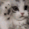 Emoji catshy