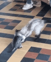 Emoji AmeCat
