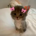 Emoji Pigalle_cat_bow