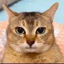 Emoji miaoulechat