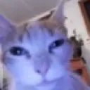 Emoji Pigalle_cat_look
