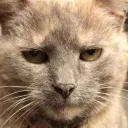Emoji zestycatluthor