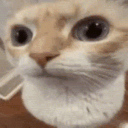 Emoji G_uhhcat