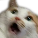 Emoji G_catscared