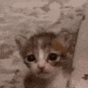 Emoji G_catcrying