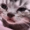 Emoji cat_cry