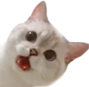 Emoji catno