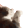 Emoji cat_what