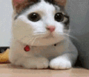 Emoji bts_cat_1