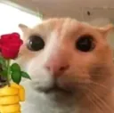 Emoji rosecat
