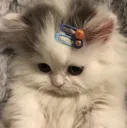 Emoji gatotruste