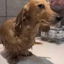 Emoji wetdog