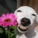 Emoji fleur