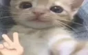 Emoji qq