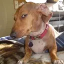 Emoji emoji_dog