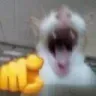 Emoji catlmao