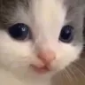 Emoji cat_hehe