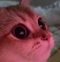 Emoji catohshit