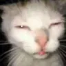 Emoji cateuh